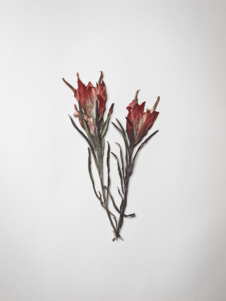 Moleskine Journal Full of Pressed Flowers | Nathan Larson Photography.