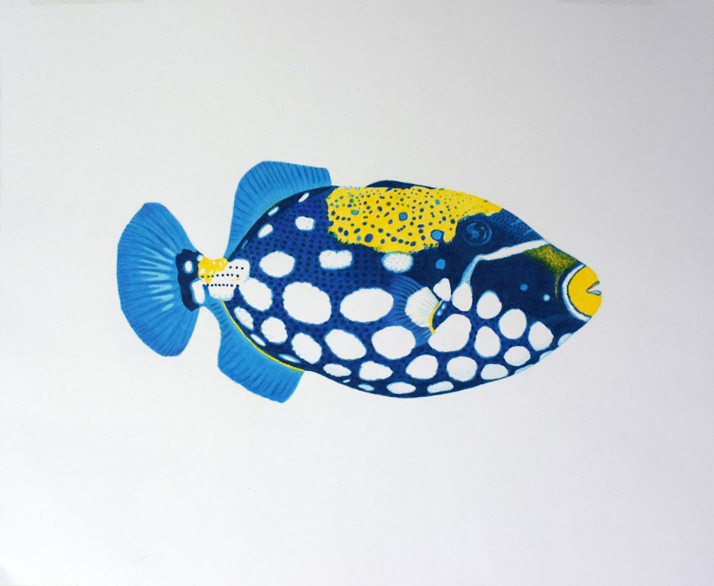 Trigger Fish No 1 Open Edition Print Art | juliesiracusa