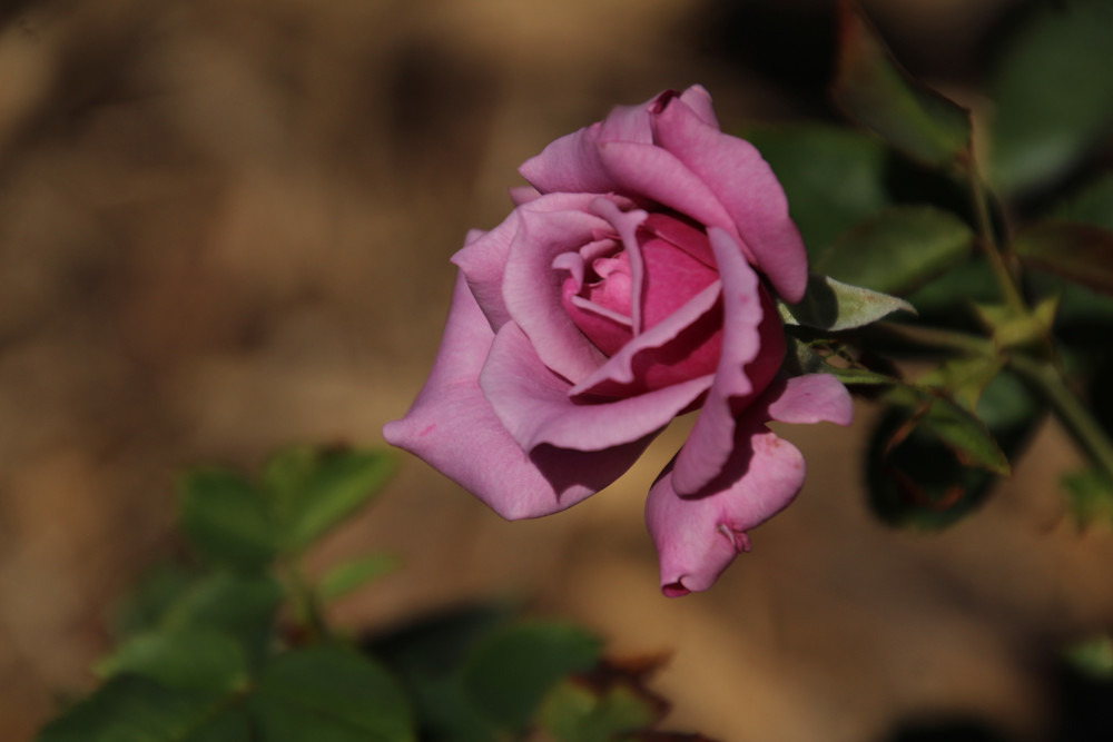 The Pink Rose Photography Art | Photos by Lynn13