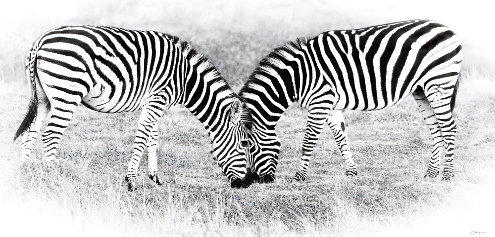 Zebras in Gondwana No. 1, 2016 by artist Carolyn A. Beegan