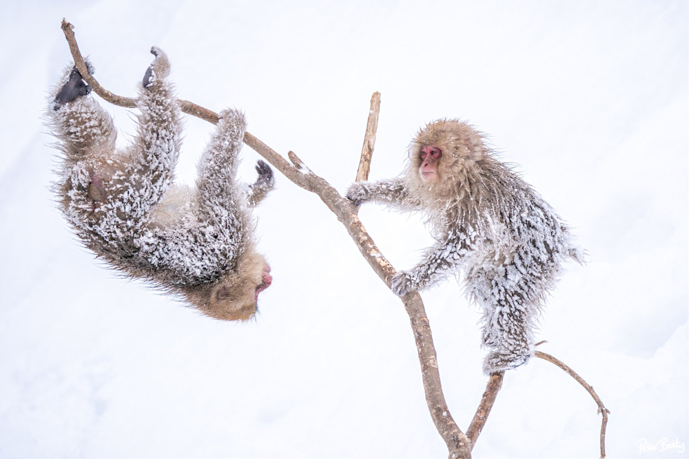 Snow monkeys after a heavy snowstorm in Jigokudani, Japan.