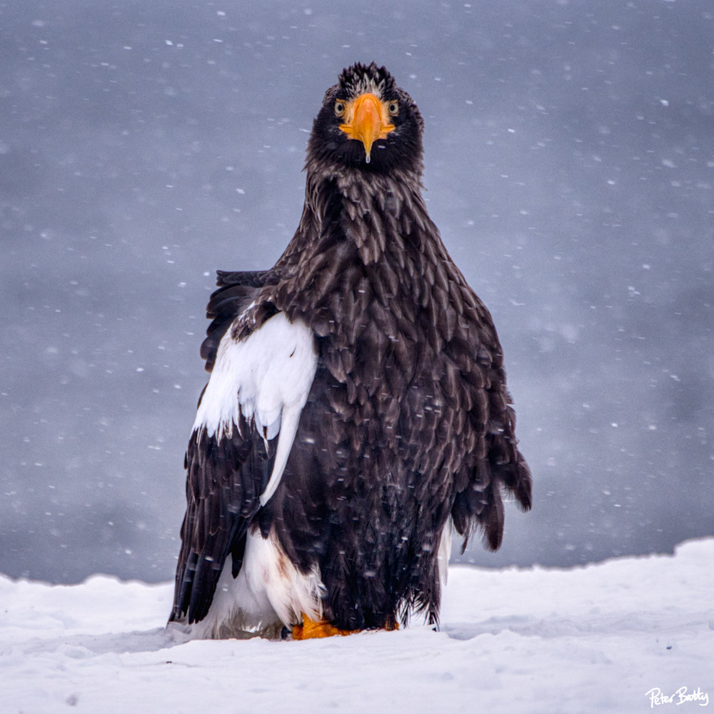 Steller's sea eagles in the remote town of Rausu on the island of Hokkaido, at the northern tip of Japan. About 2000 of them spend the winter in this area, out of a total estimated population of 5000 - the rest are found in the even more remote suba