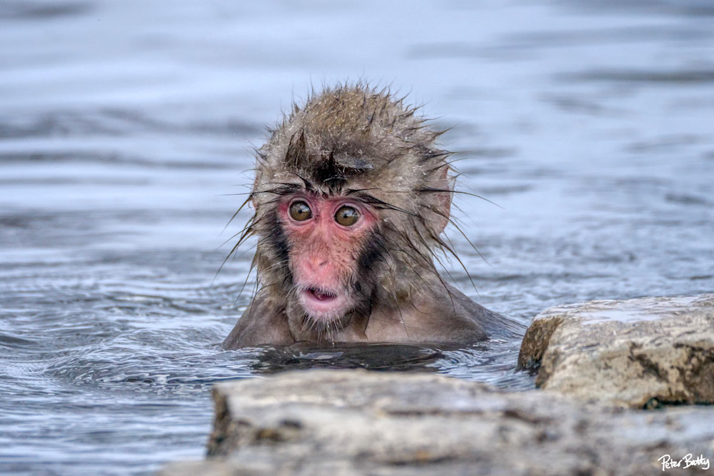 Cute baby snow monkey after jumping into the water.