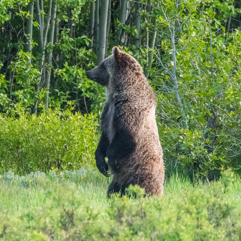 Grizzly Bear standing up to look around in Grand Teton National Park