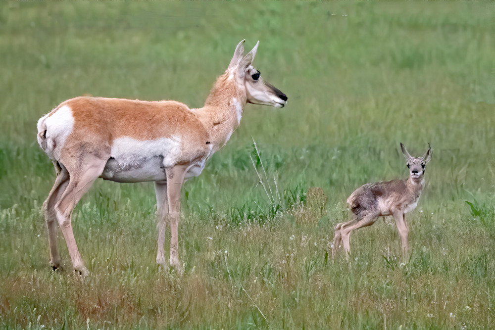 Newborn pronghorn with its mother - it was still very unsteady on its feet, but it managed a few steps to hide in some long grass and its mother ran away.