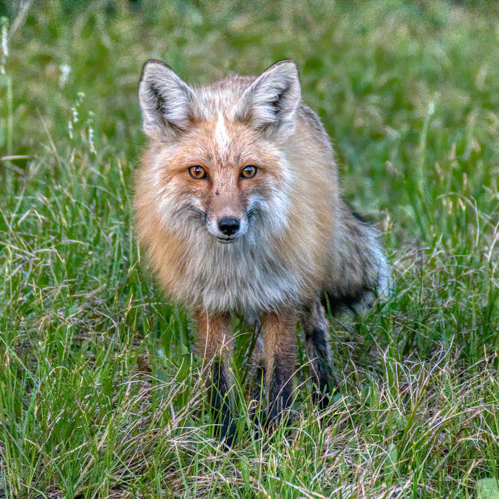 Beautiful fox in Grand Teton Nationsl Park.