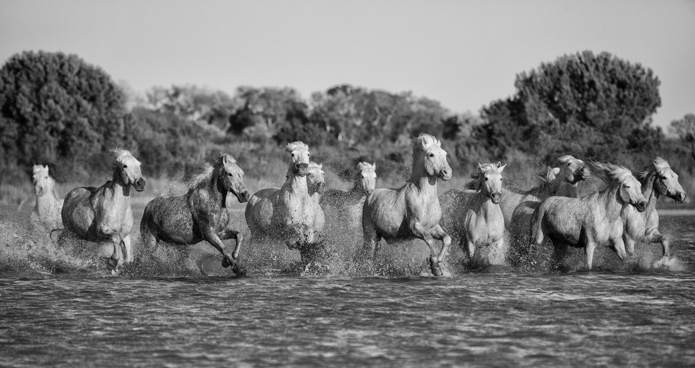 Marsh Run. Horses of the Camargue.