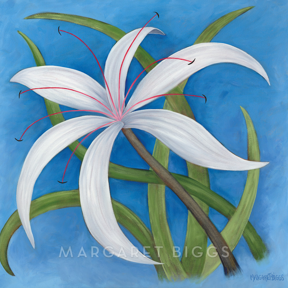 Spider Lily  Art | Margaret Biggs Fine Art