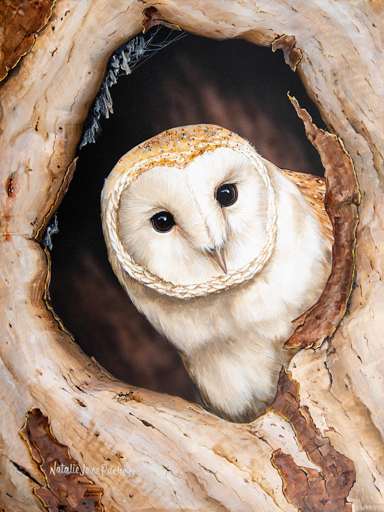 Barn Owl (Tyto alba) Australian Wildlife Art by Natalie Jane Parker