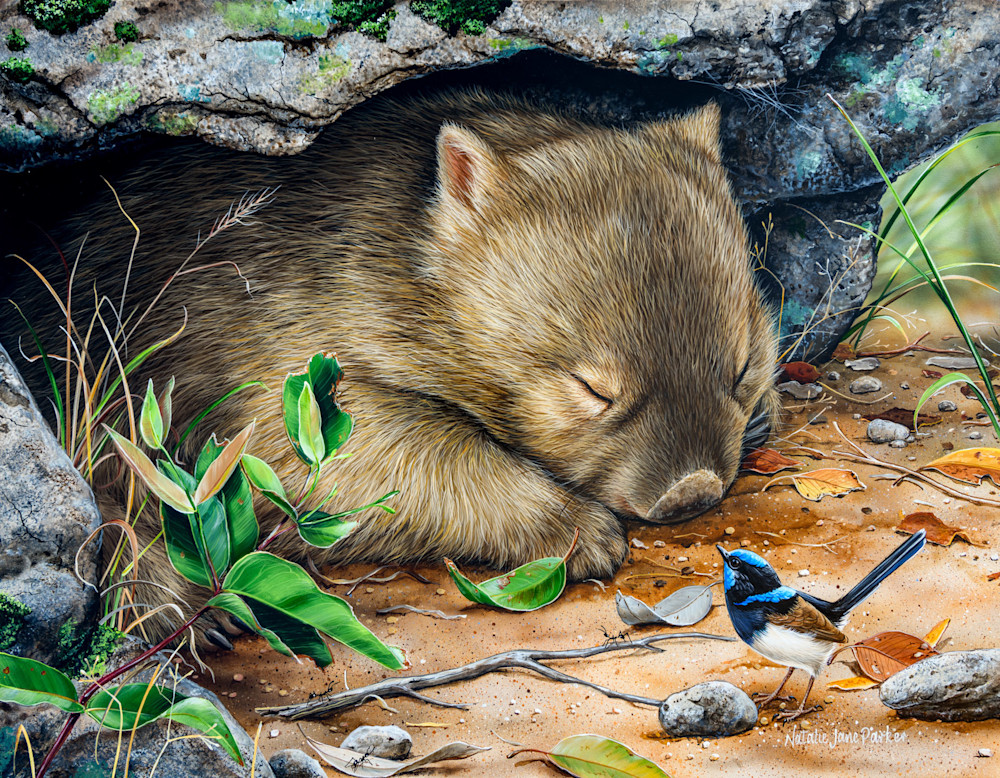 Bare-nosed Wombat (Vombatus ursinus) & Male Superb Fairy-wren (Malurus cyaneus) Australian Wildlife Art by Natalie Jane Parker