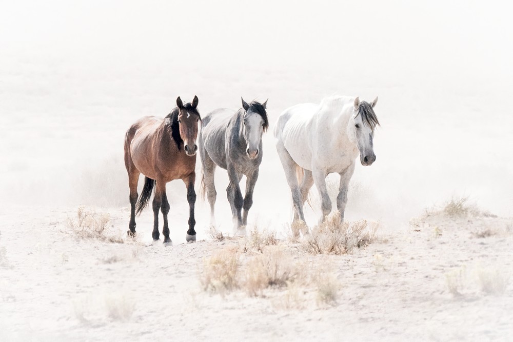 Horses | Three