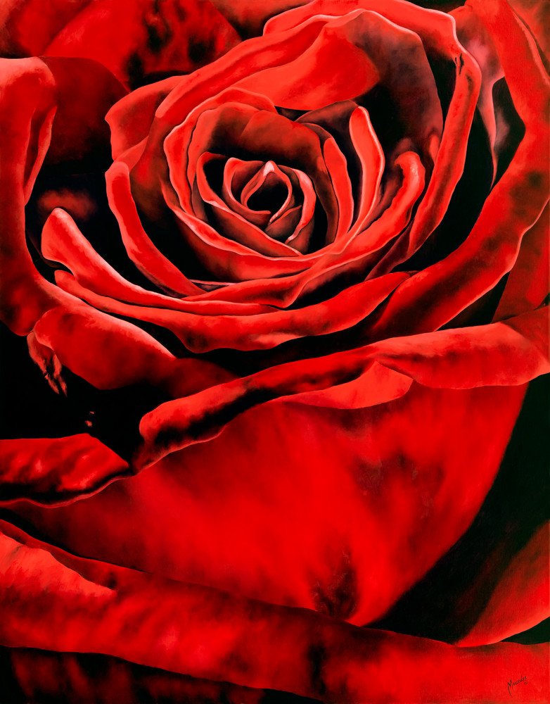 Red Rose 2   Products Art | Mercedes Fine Art