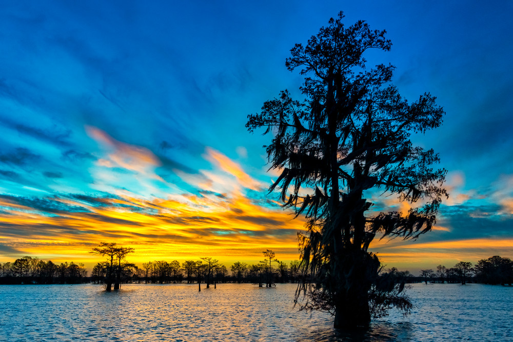 New Year's Promise - Louisiana swamp photography prints
