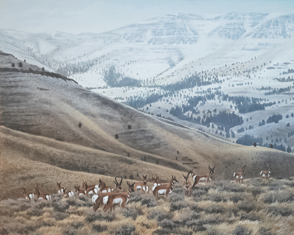 High Country Pronghorn Art | petermathios.com
