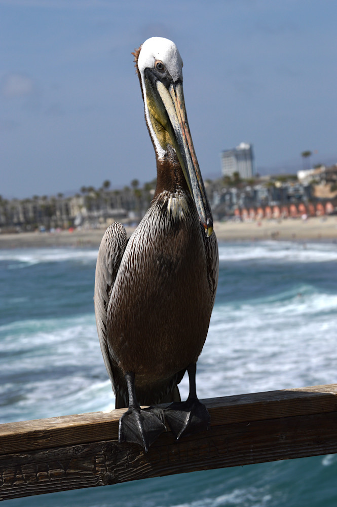 Pelican At The Pier Oceanside California  Photography Art | California to Chicago 