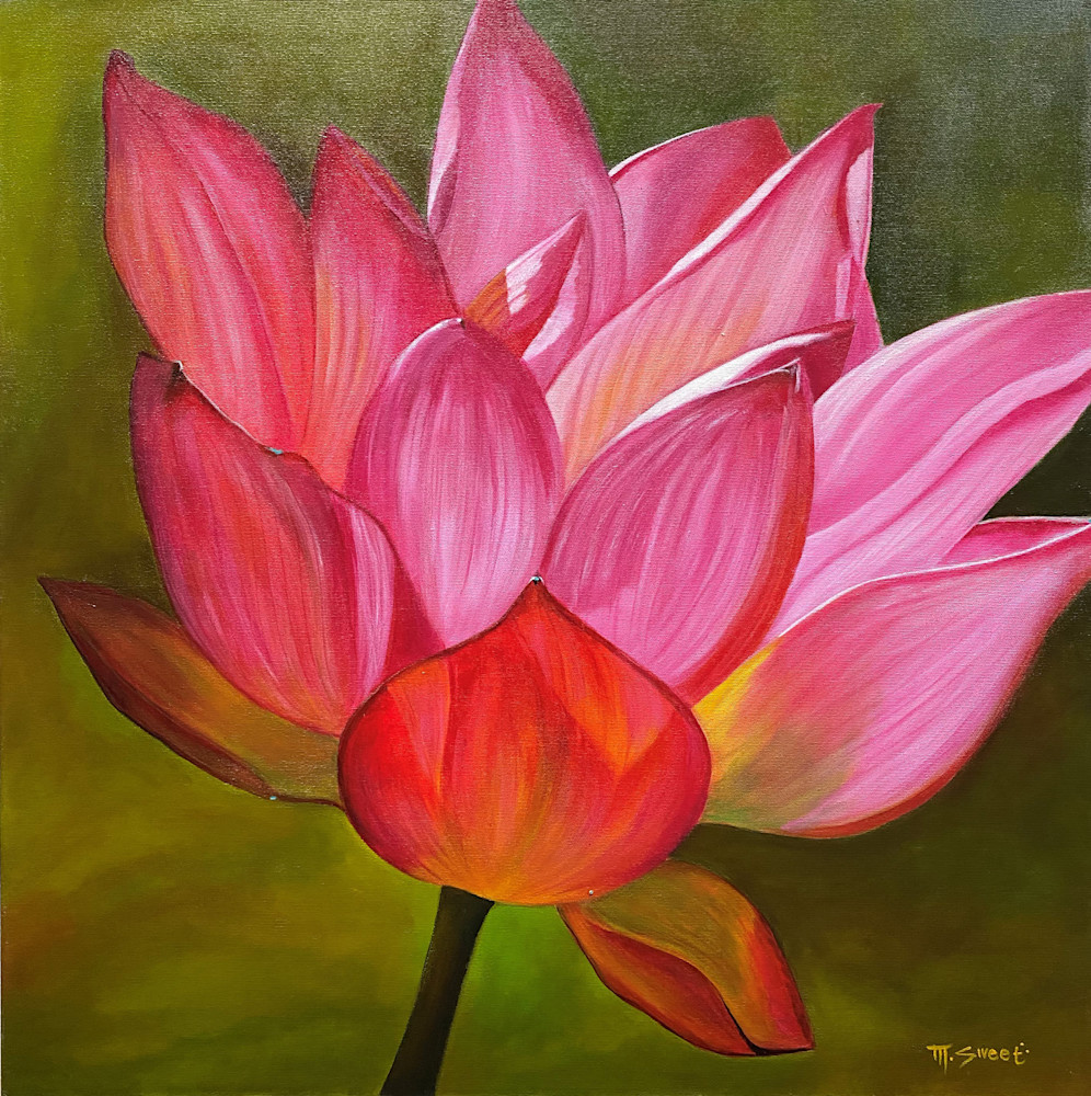 Peace Water Lily (Print) Art | Marissa Sweet