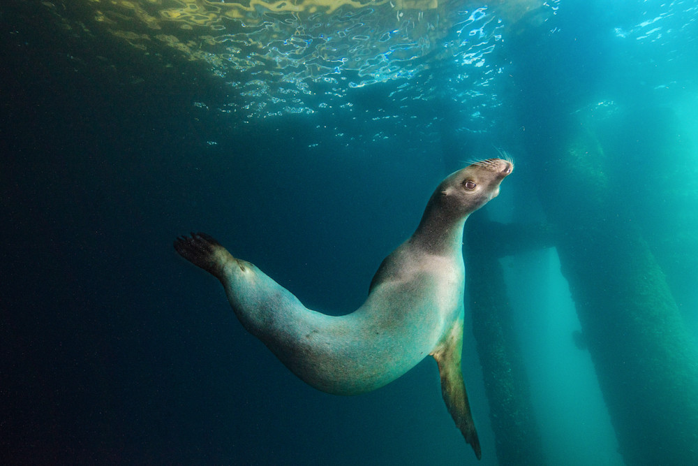 Sea lion games is an underwater photograph available for sale as a fine art print.