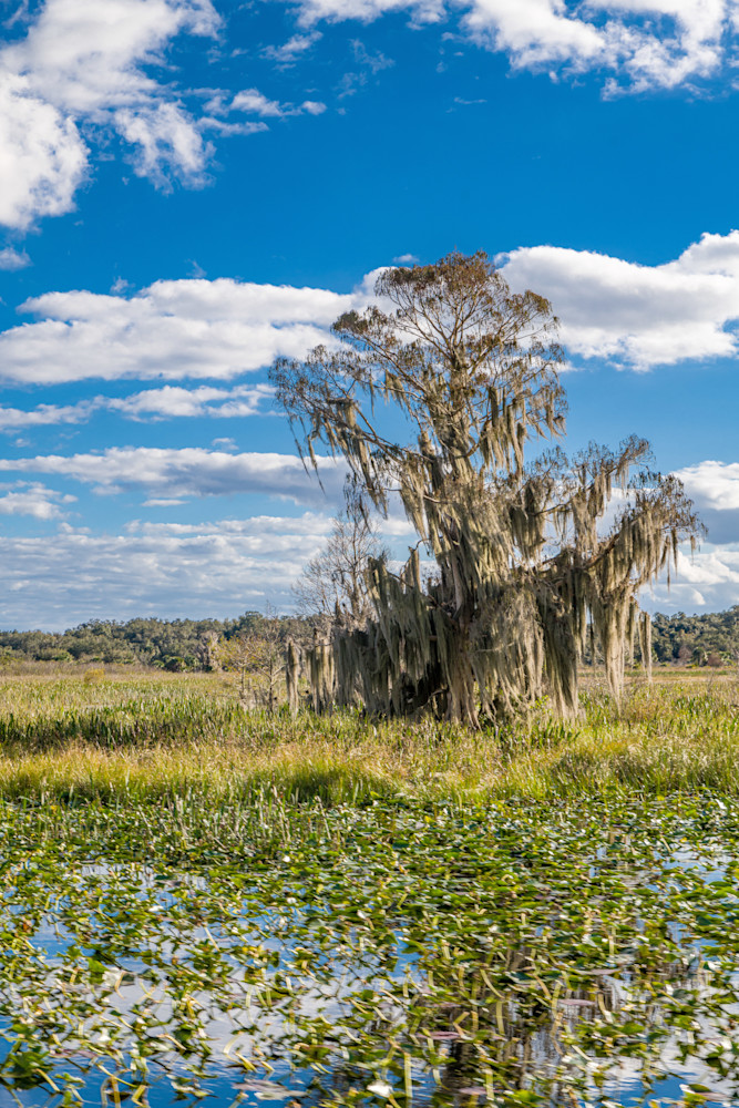 Hatchineha Harmony Photography Art | kramkranphoto