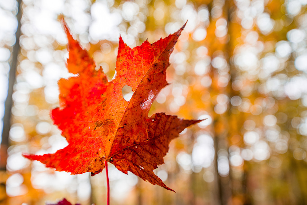 Fall Foliage Photography Art | kramkranphoto