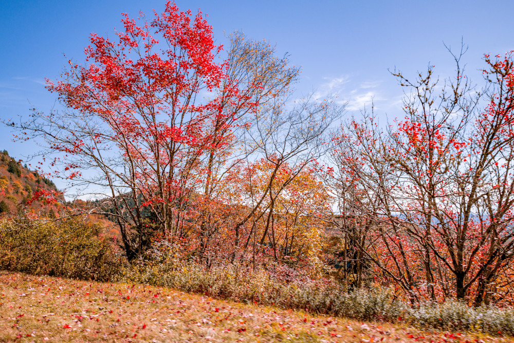 Fall Foilage Photography Art | kramkranphoto