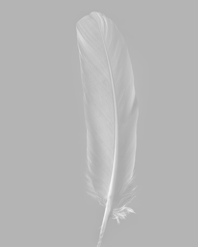 White Feather 2003 Photography Art | Rick Gardner Photography