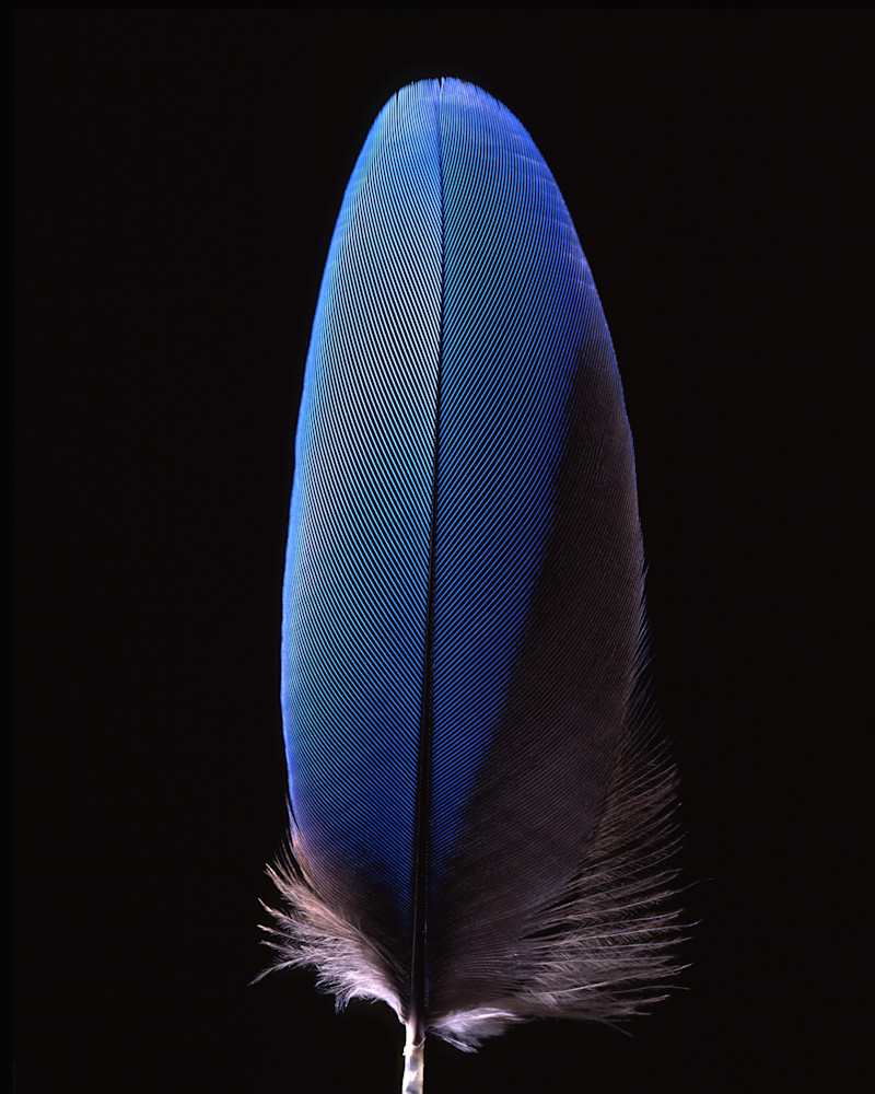 Blue Feather 2003 Photography Art | Rick Gardner Photography