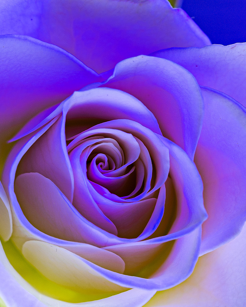 Rose Art | Thriving Creatively Productions