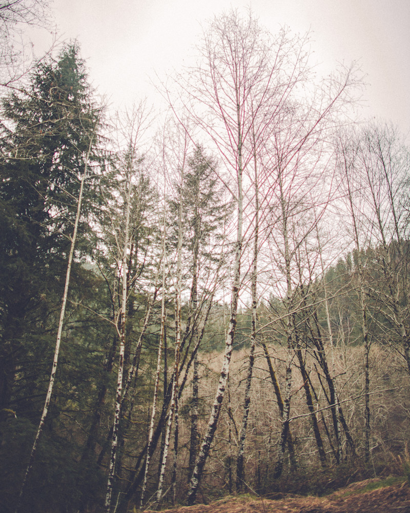 Winter Trees Tall Art | Meghan Aileen Fine Art