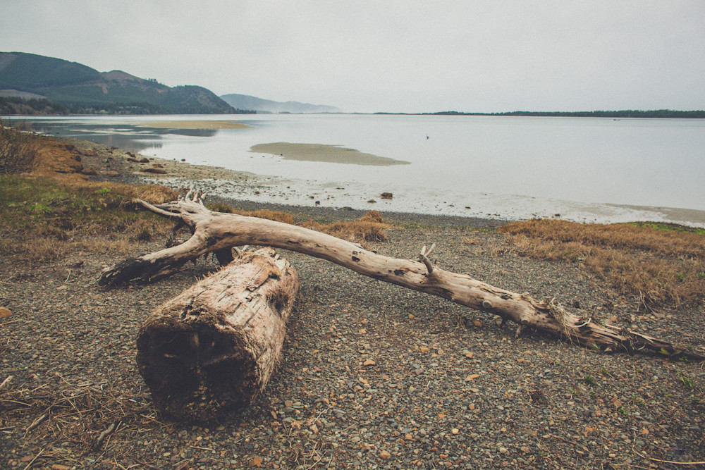 Beach Driftwood Art | Meghan Aileen Fine Art