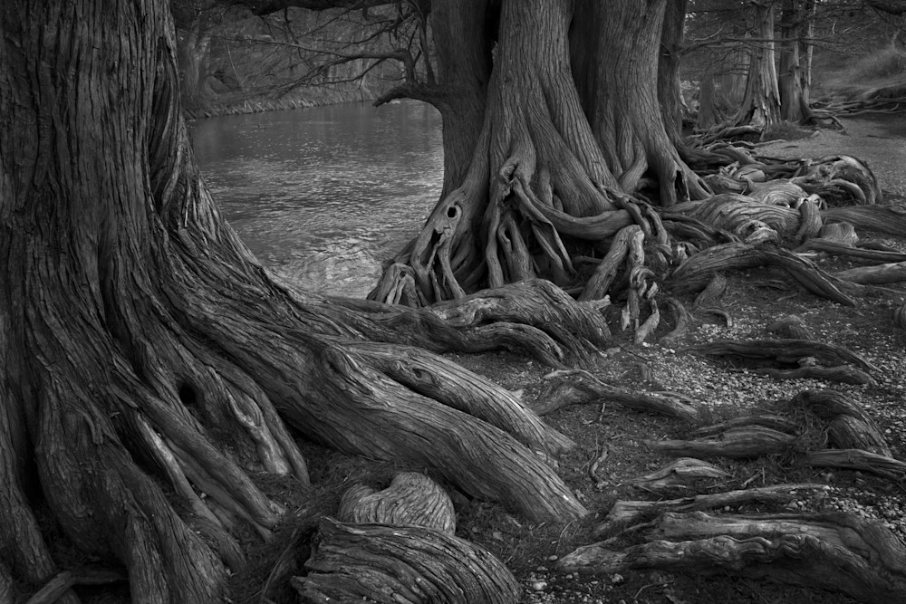 Cypress Trees, Guadalupe State Park, Bulverde, Texas 2011 Photography Art | Rick Gardner Photography