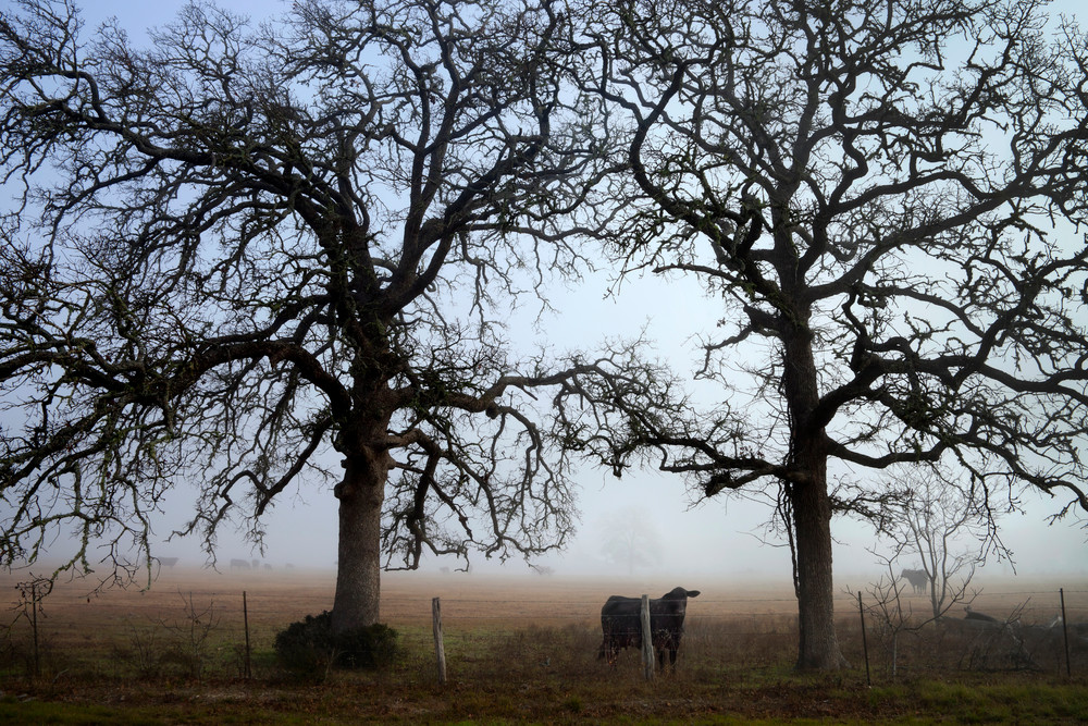 Curious Cow, Snook, Texas Photography Art | Rick Gardner Photography