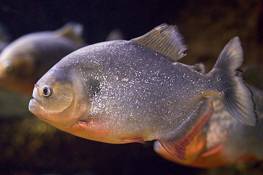 Piranhas Photography Art | Hatch Photo Artistry LLC Piranhas Photography Art | Hatch Photo Artistry LLC