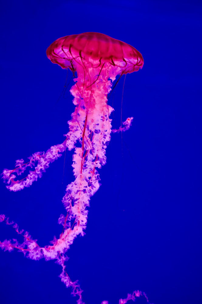 Flourescing Jellyfish Photography Art | Hatch Photo Artistry LLC Flourescing Jellyfish Photography Art | Hatch Photo Artistry LLC
