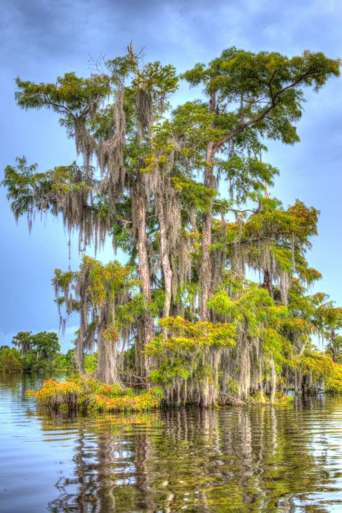 Old Florida Cypress Art | Modus Photography