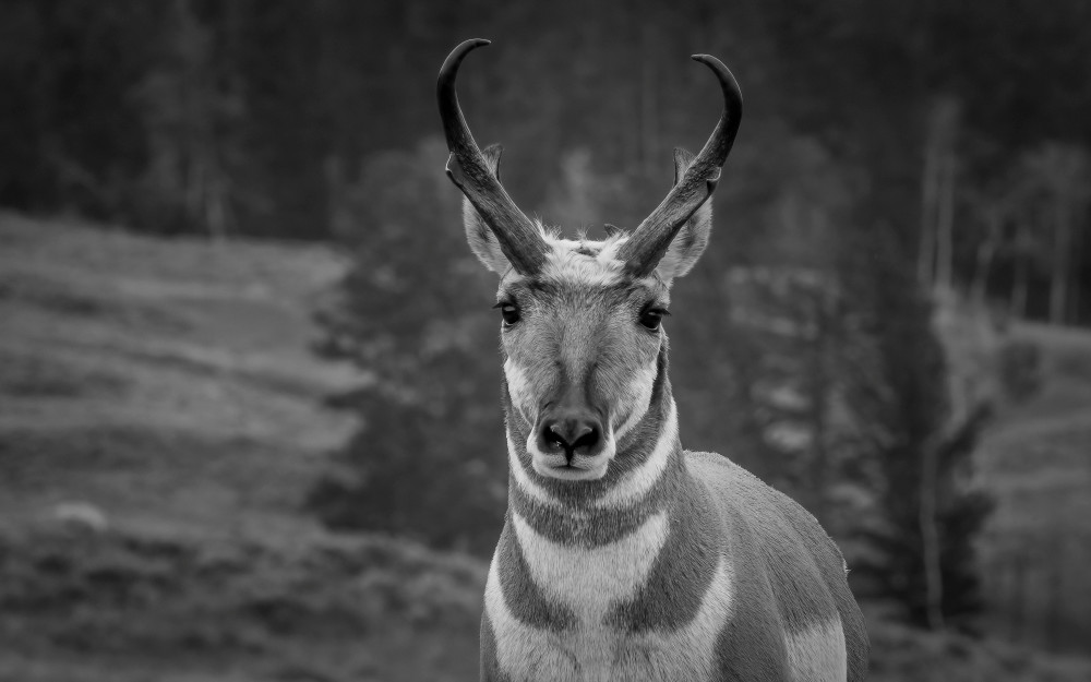 Pronghorn Antelope Photography Art | James Killion Photography