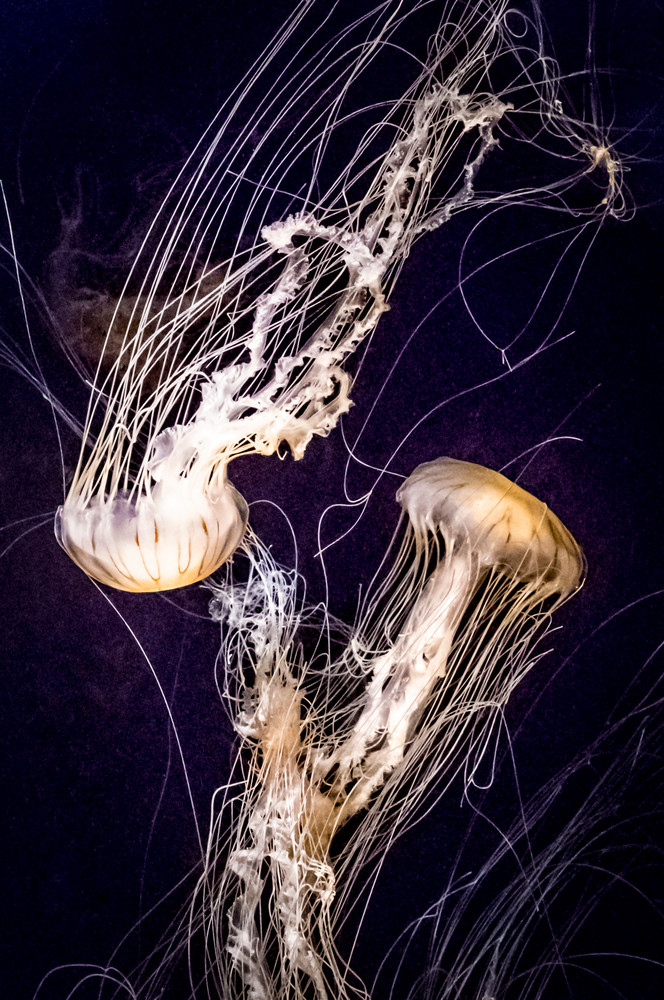 Jellyfish #2 Art | Light Pixie Studio