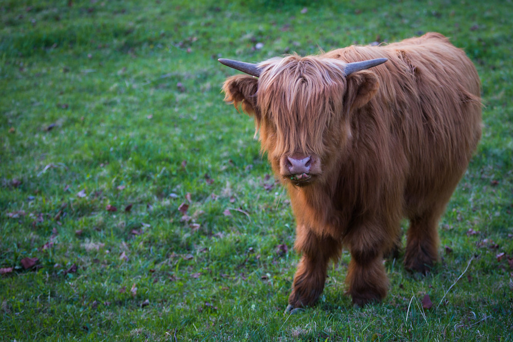 Highland Cow | Nose Licker | Nathan Larson Photography