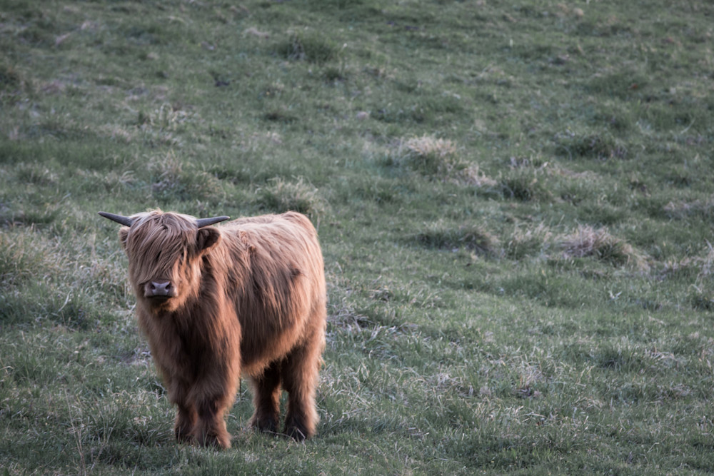 Highland Cow | Sunset Calf | Nathan Larson Photography