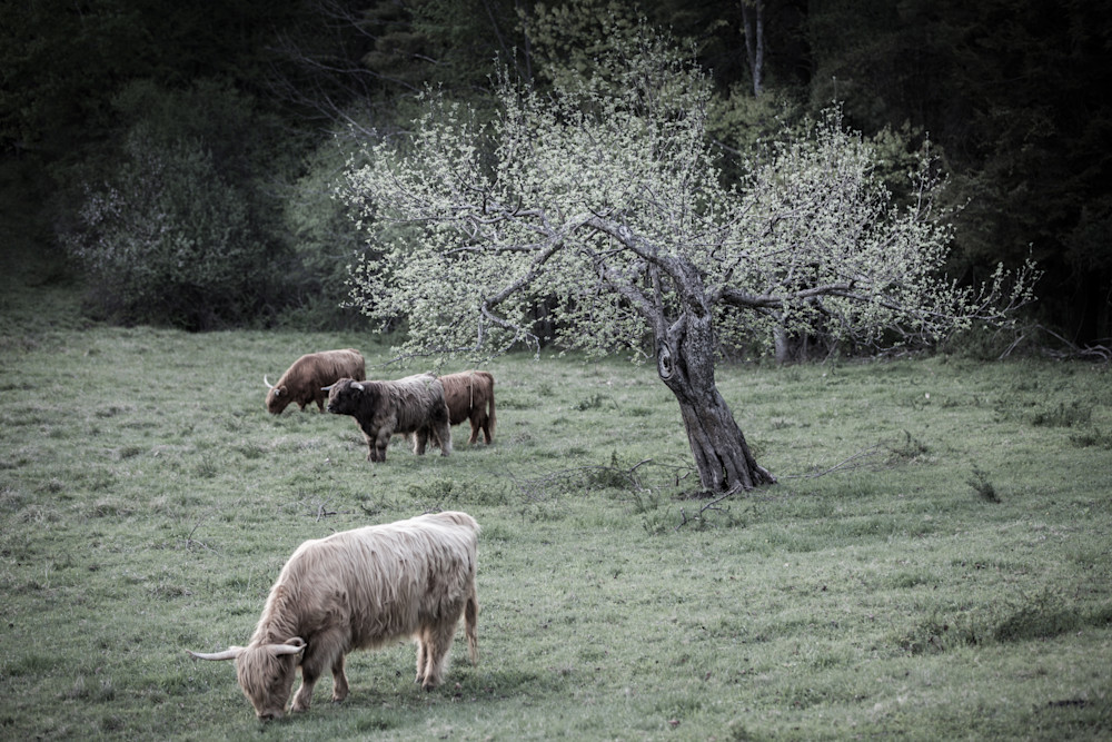 Highland Cattle | Herd in the Old Orchard | Nathan Larson Photography