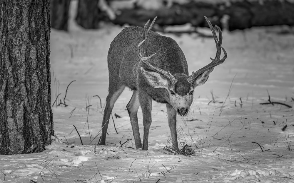 Mule Deer Photography Art | James Killion Photography