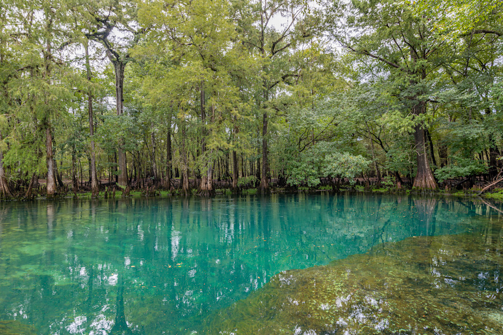 Manatee Springs Photography Art | kramkranphoto