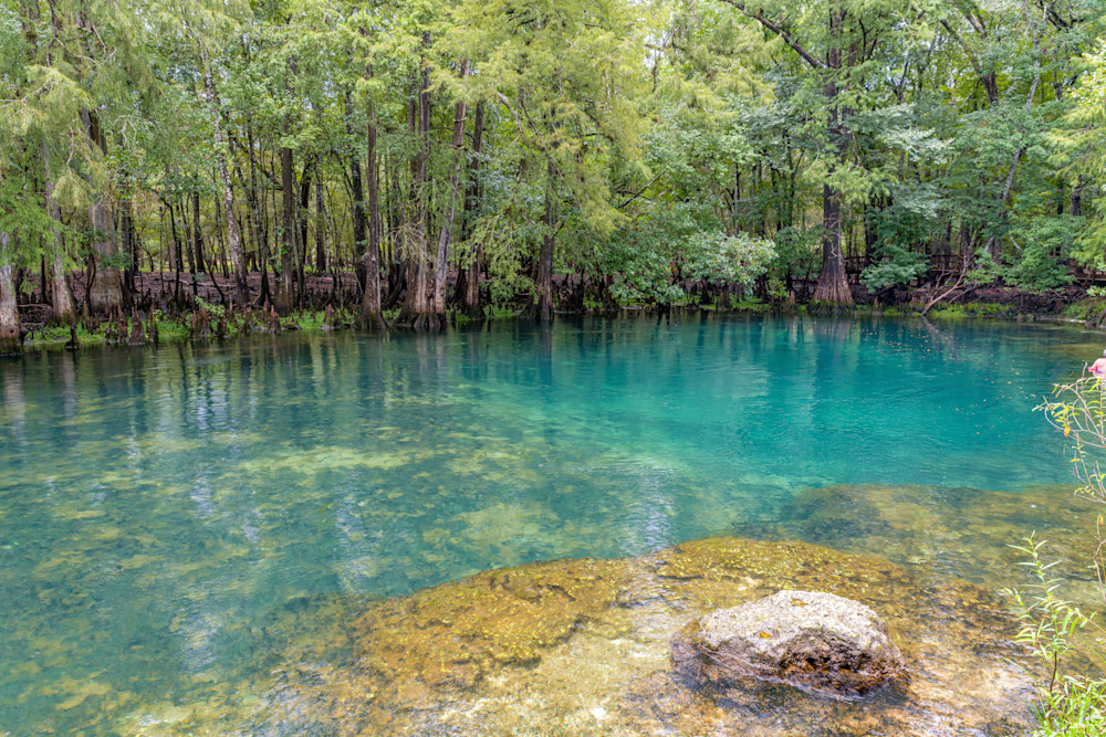 Serene Manatee Springs Photography Art | kramkranphoto
