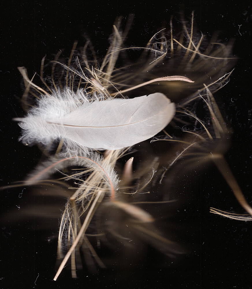 Wild Feather And Salsify Seeds Photography Art | Floating City Scanography