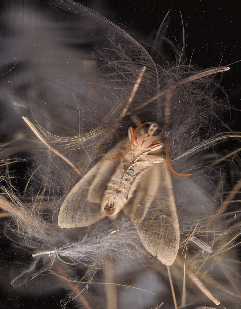 Salsify Seeds, Feathers, And Wild Moth Photography Art | Floating City Scanography