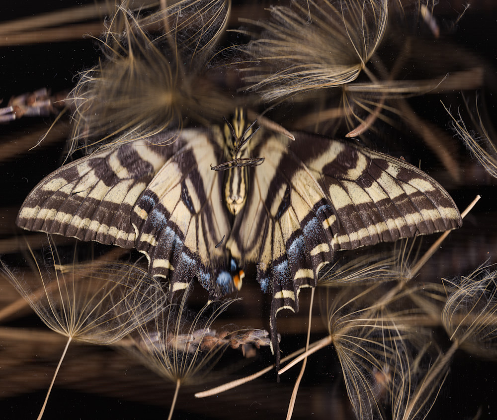 Swallowtail Butterfly Photography Art | Floating City Scanography