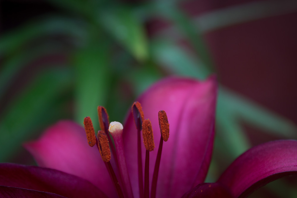 Lovely Lily Art | Gary Gallery & Gifts, LLC