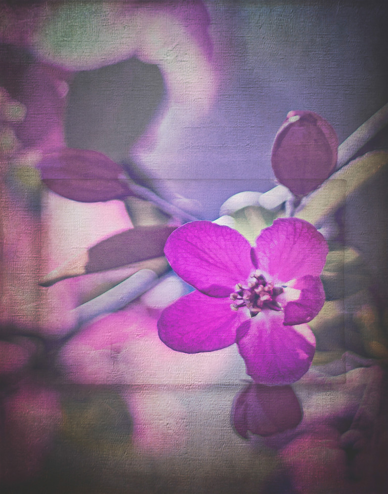 Framed Flower Art | Gary Gallery & Gifts, LLC