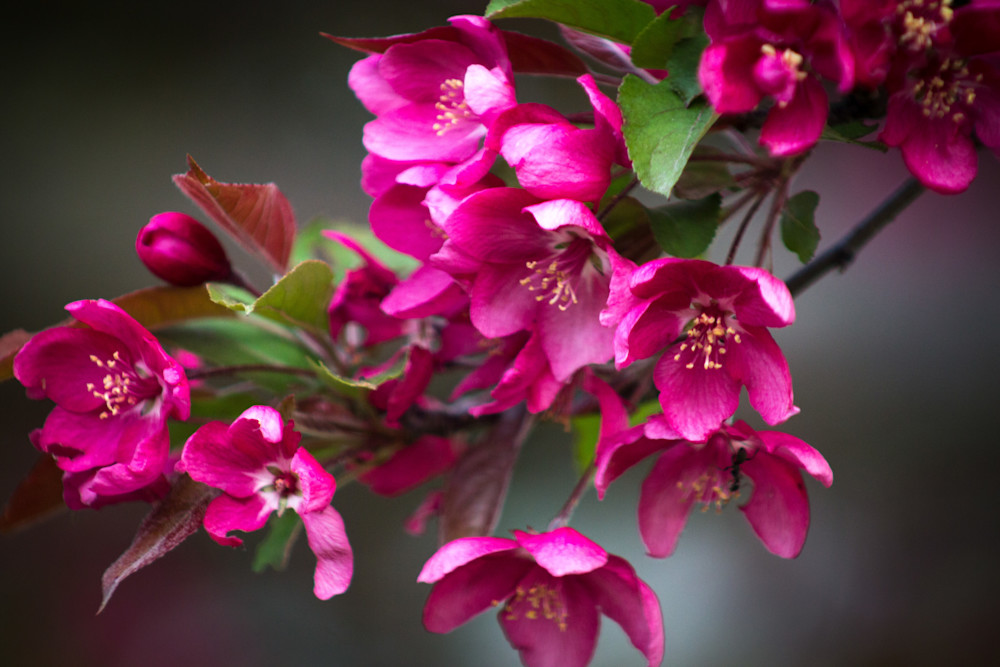 Prairiefire Crabapple Art | Gary Gallery & Gifts, LLC