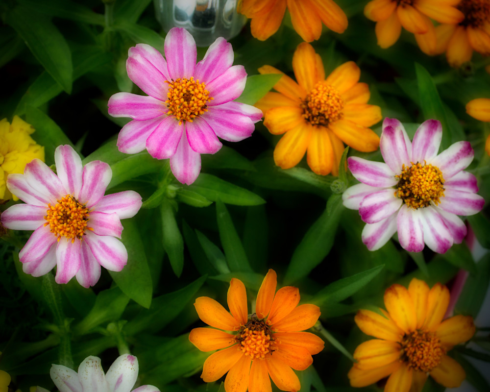 Zinnia Bunch Art | Gary Gallery & Gifts, LLC