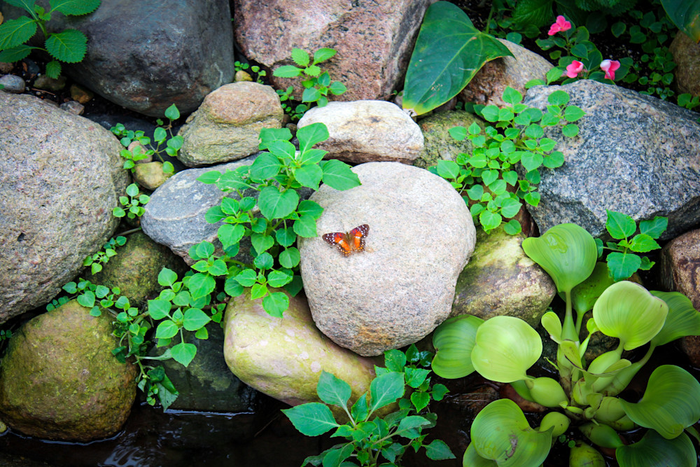 Beautiful Butterfly Art | Gary Gallery & Gifts, LLC
